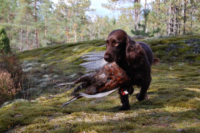 Kysymyksiä jalostamisesta