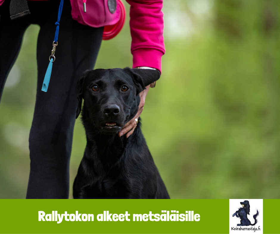 Rallytokon alkeet metsäläisille