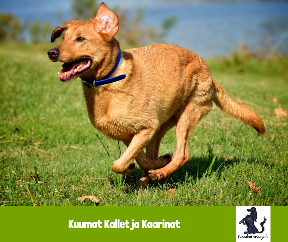 Kuumat Kallet och Kaarinat - kurs