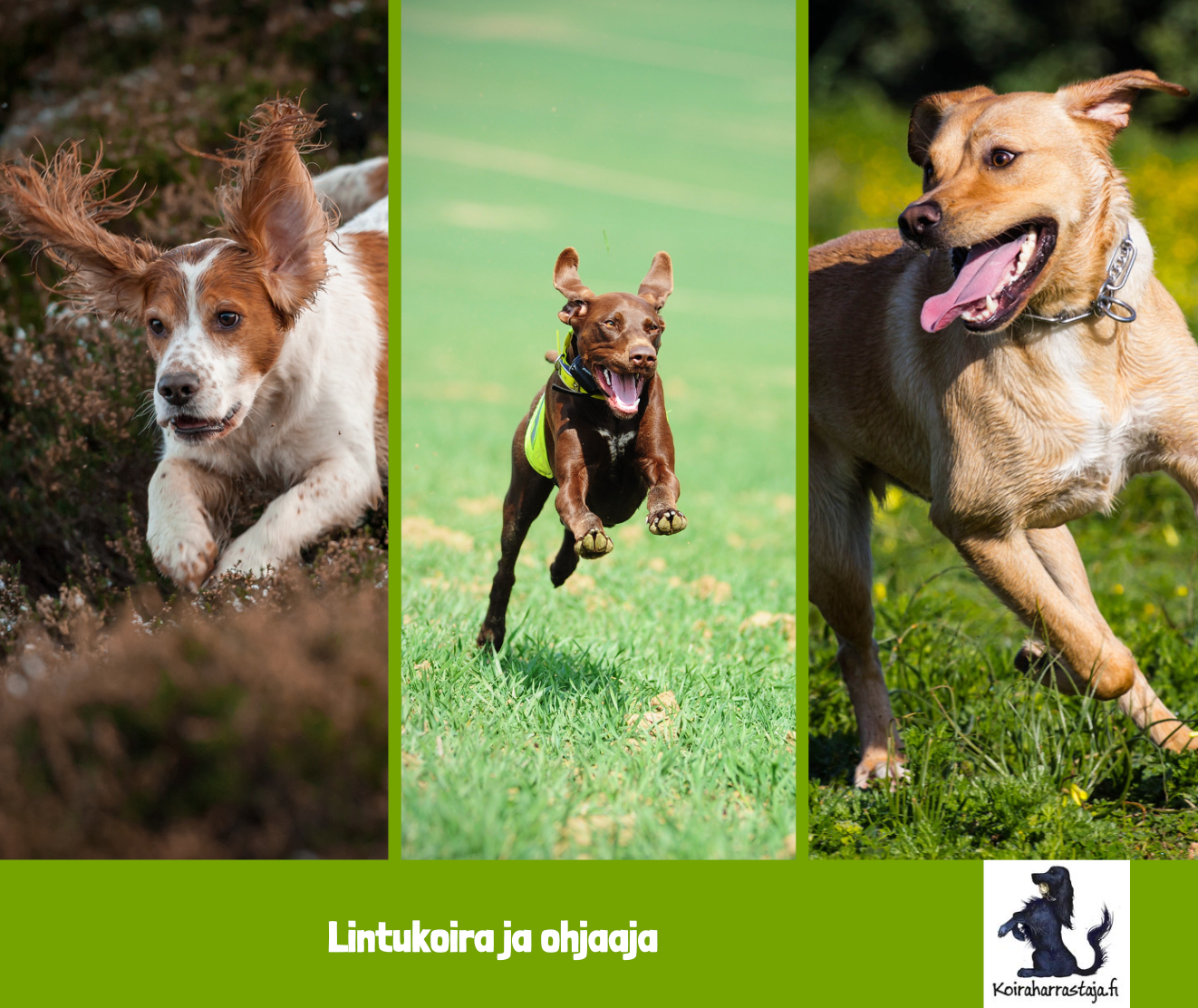 Lintukoira ja ohjaaja virtuaalisena