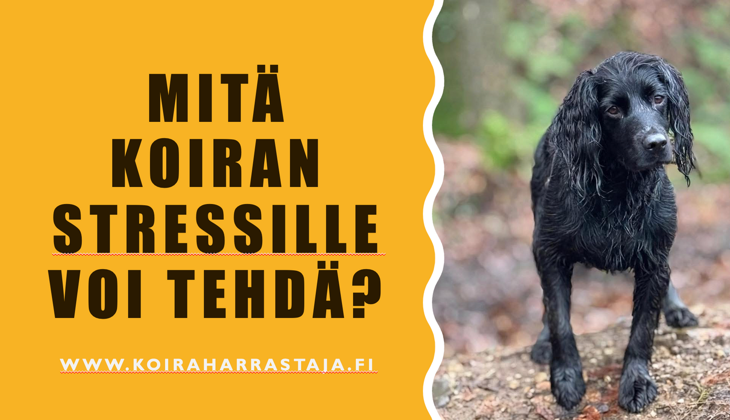 Webinaaripaketti: Ymmärrä ja helpota koirasi stressiä