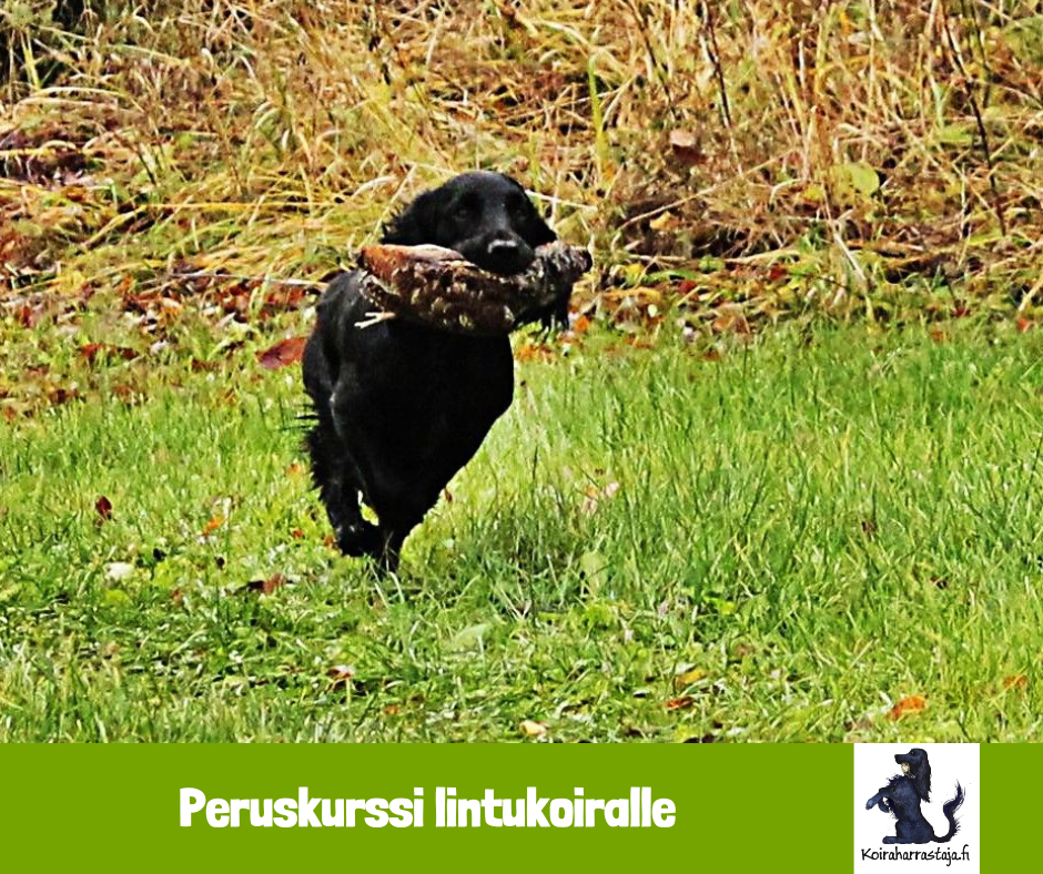 Lintukoiran peruskurssi verkkokurssina