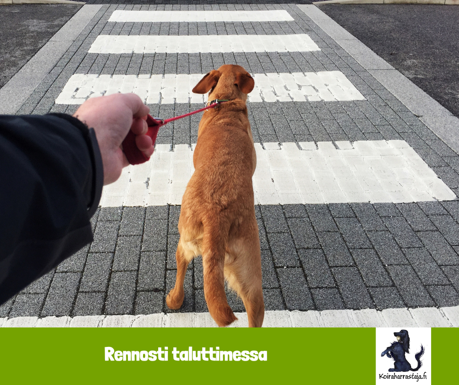 Rennosti taluttimessa