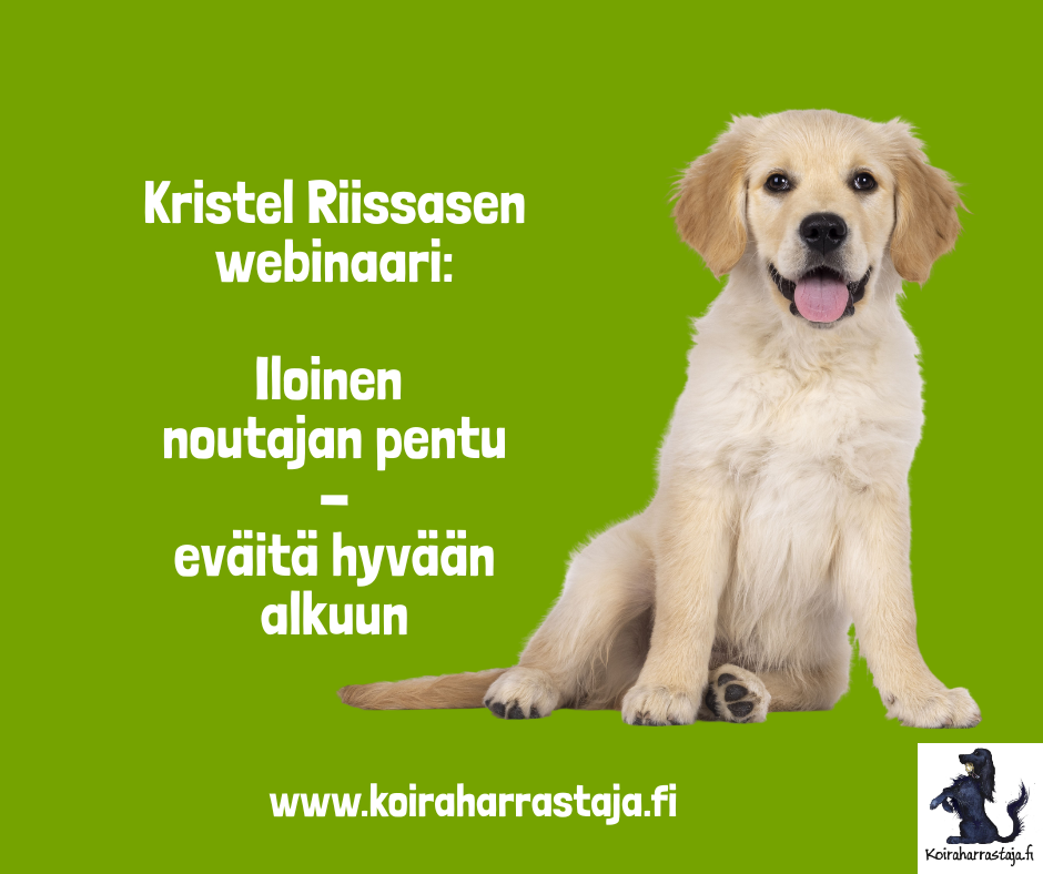 Iloinen noutajan pentu - eväitä hyvään alkuun