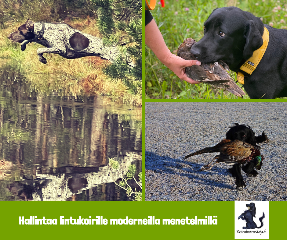 Hallintaa lintukoirille moderneilla menetelmillä - verkkokurssi