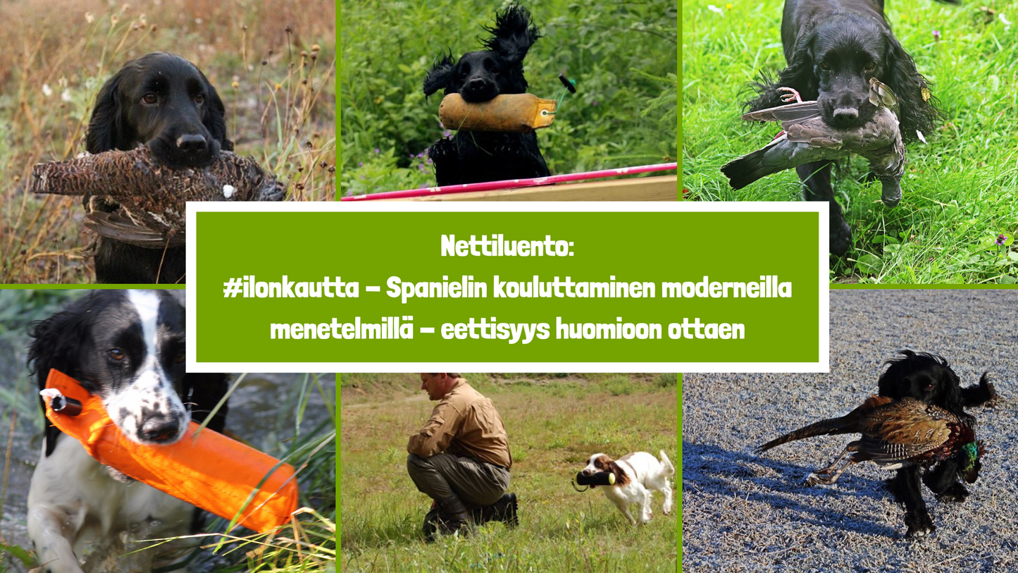 #ilonkautta - Spanielin kouluttaminen moderneilla menetelmillä - eettisyys huomioon ottaen