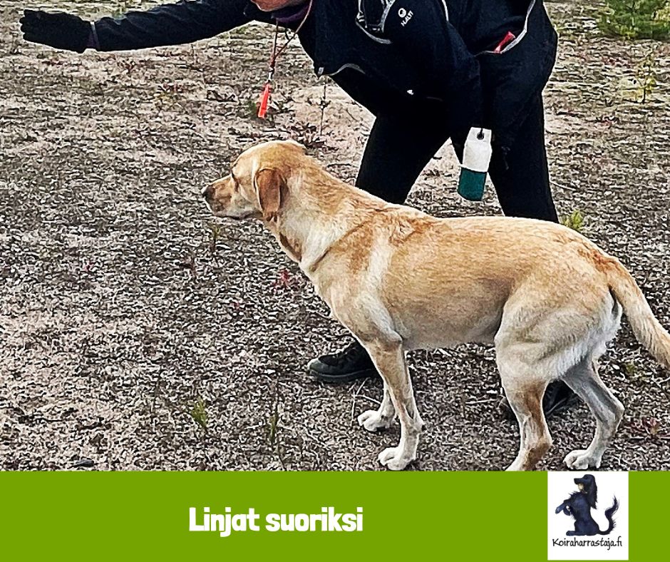 Linjat suoriksi 14.8.2025