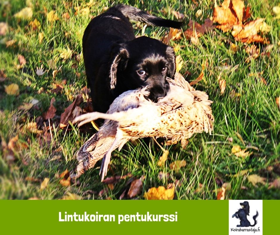 Pentukurssi lintukoirille