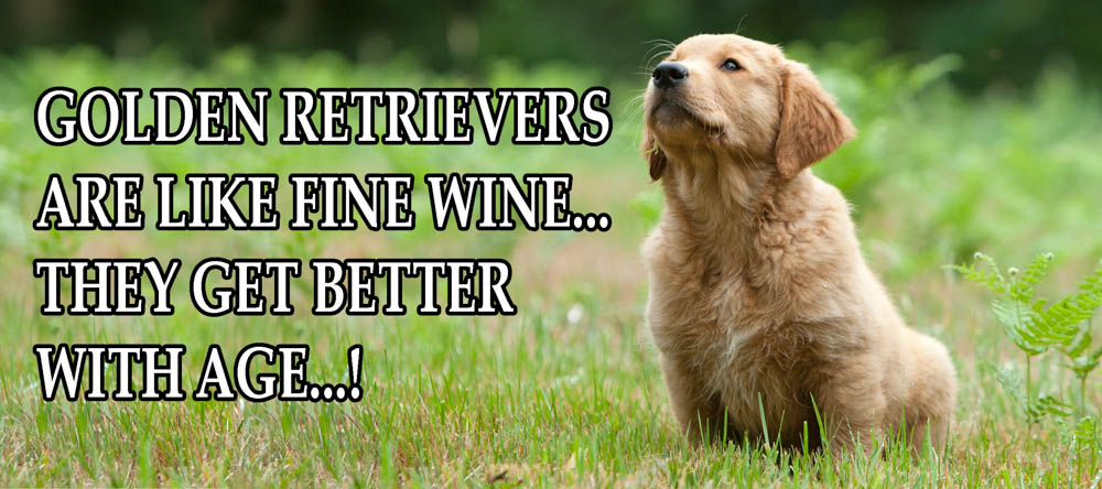 Fine Wine-muggar