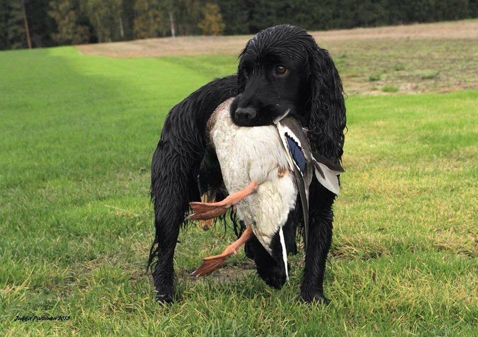 Gräsandsvingar eller läder