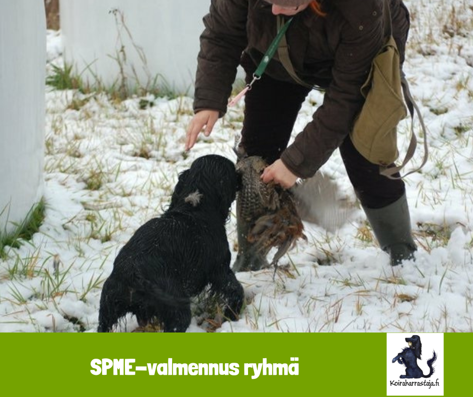 Spanieleiden valmennukset kevät 2026