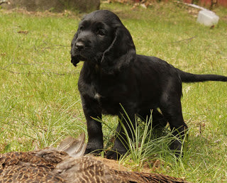 Vad ska man tänka på när man väljer en fågelhund?