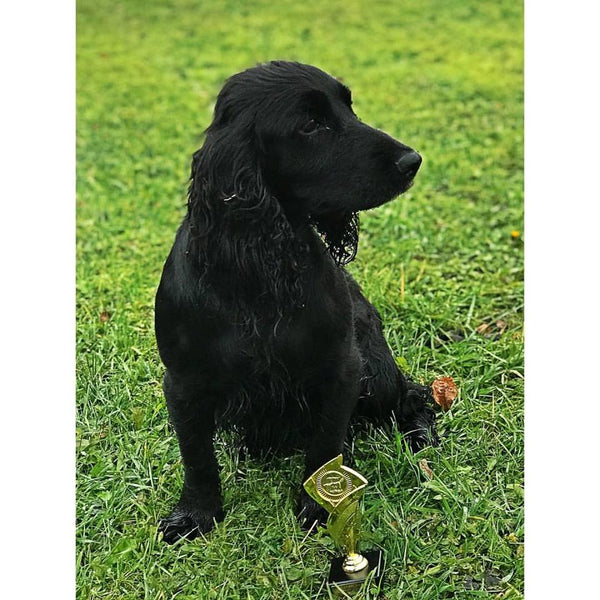 Letar du efter en perfekt spaniel