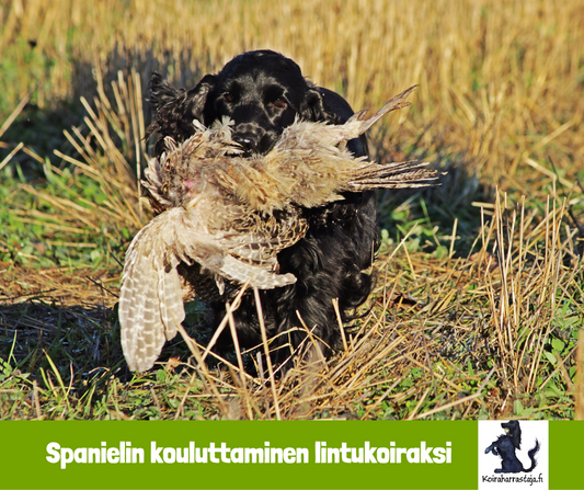 Spanielin kouluttaminen moderneilla menetelmillä