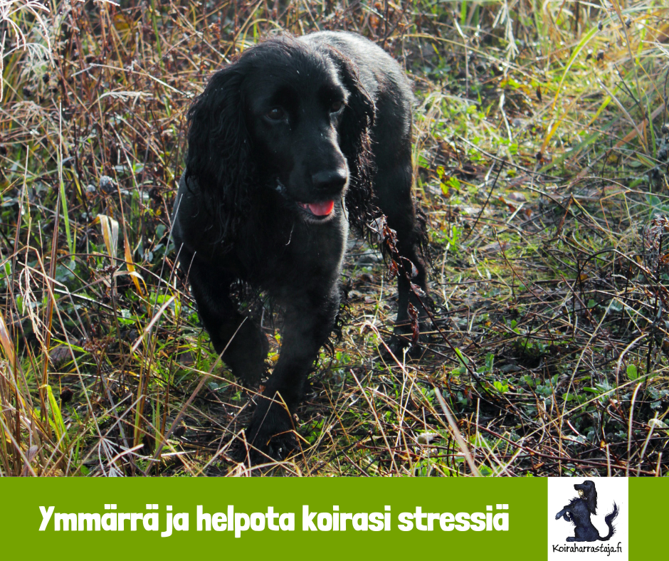Webinaaripaketti: Ymmärrä ja helpota koirasi stressiä