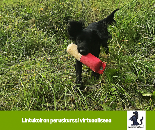 Lintukoiran peruskurssi