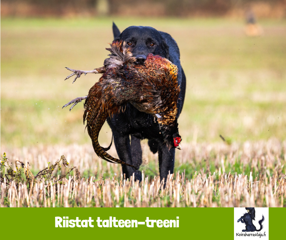 Riista talteen-treeni noutajille