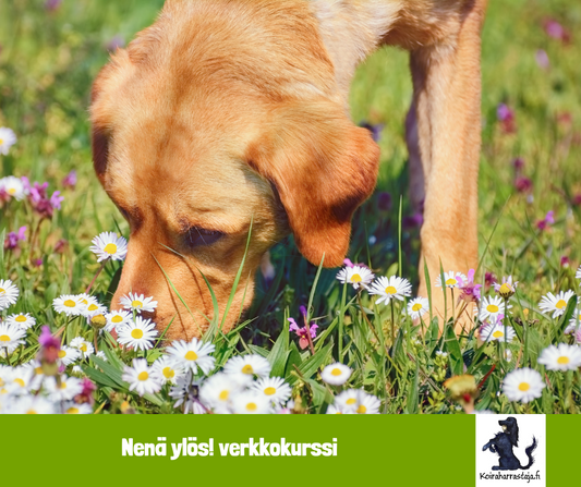 Nenä ylös! Verkkokurssi