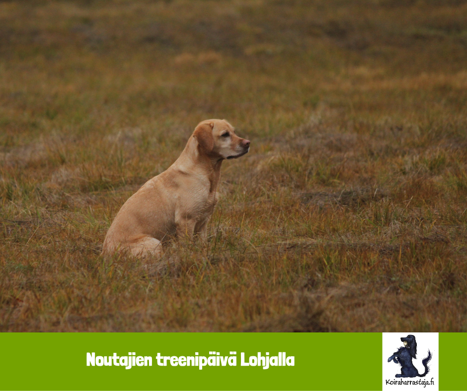 Noutajien treenipäivä Lohjalla 19.11.2023