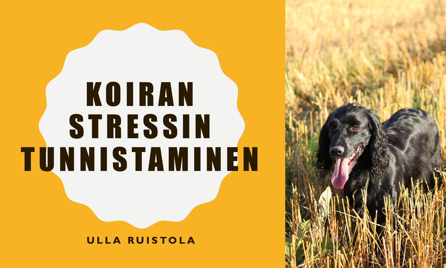 Webinaaripaketti: Ymmärrä ja helpota koirasi stressiä