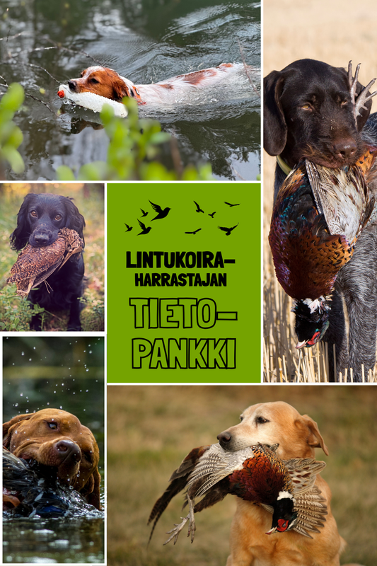 Lintukoiraharrastajan tietopankki