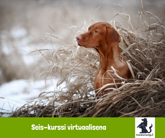 Seis!-kurssi virtuaalisena