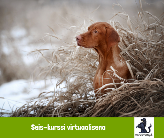 Seis!-kurssi virtuaalisena 29.4.2024