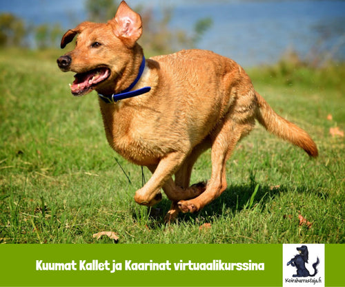 Kuumat Kallet ja Kaarinat virtuaalikurssi