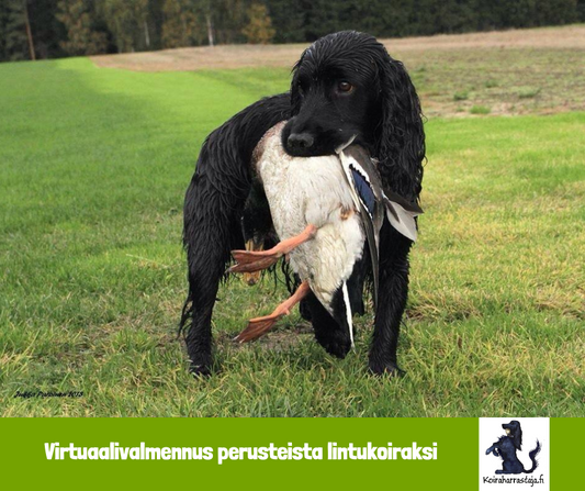 Virtuaalinen perusteista lintukoiraksi-kurssi