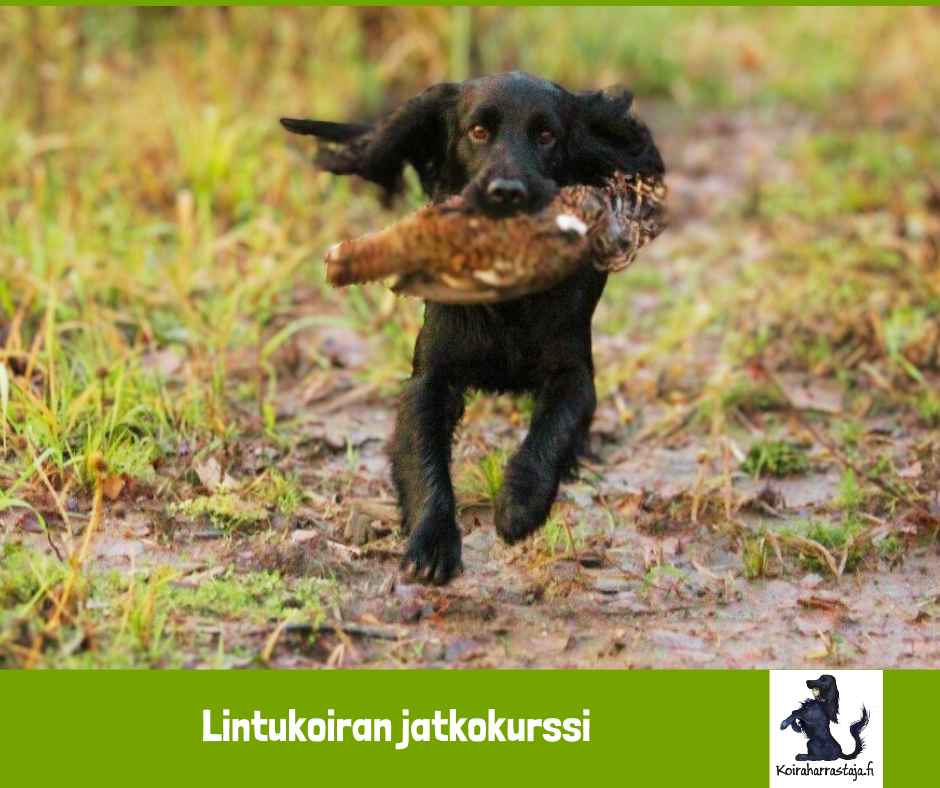 Grundkurs för en fågelhund