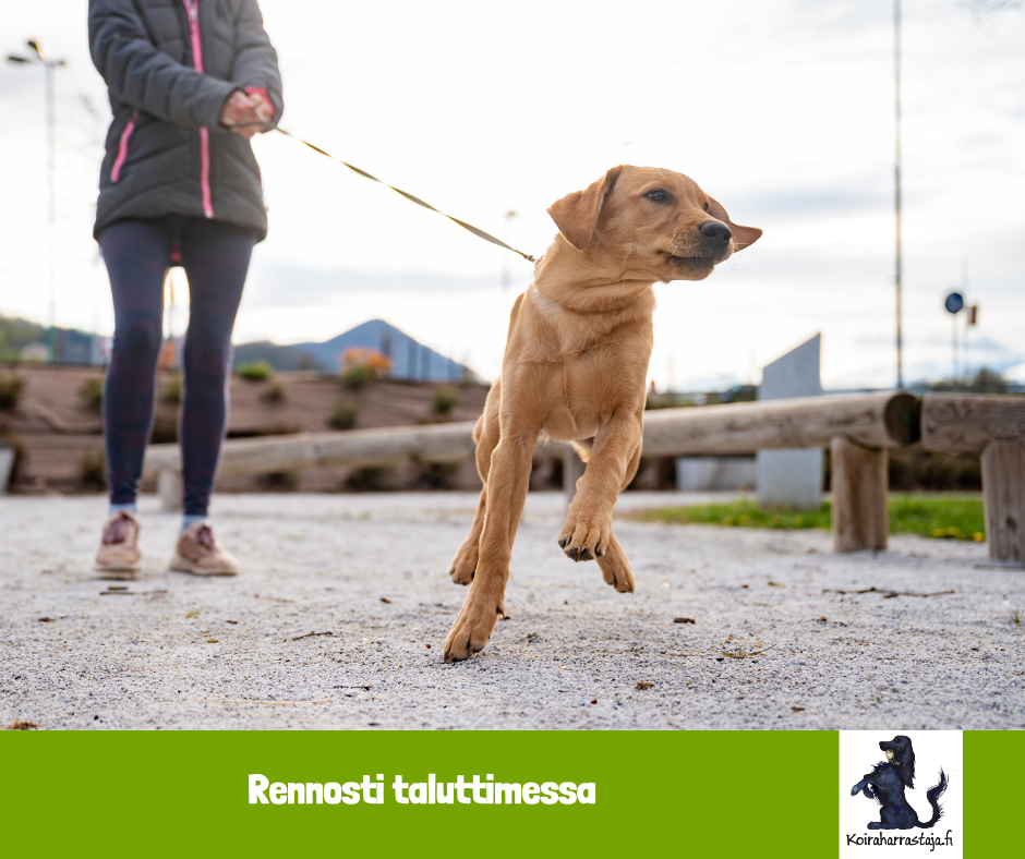 Rennosti taluttimessa  - konkreettisia harjoituksia kotitreeniin
