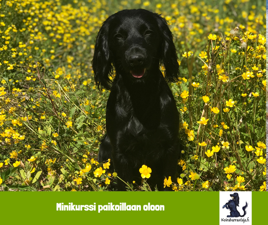 Minikurssi paikoillaan oloon