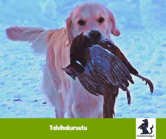 Talvihakuruutu 4.1.2026 fasaanilla