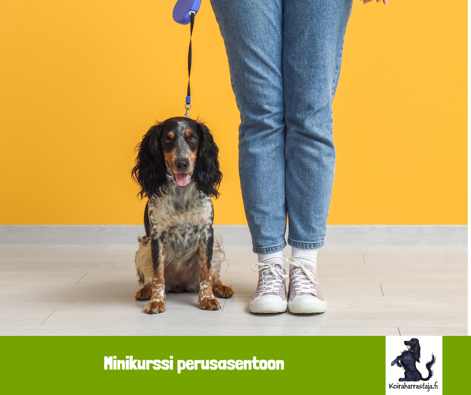 Miniverkkokurssi perusasentoon