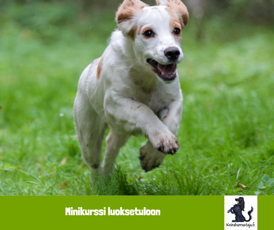 Minikurssi luoksetuloon