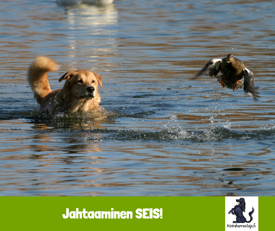 Jahtaaminen SEIS!