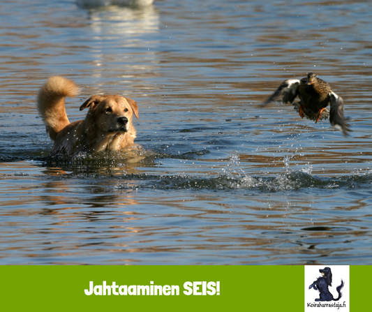 Jahtaaminen SEIS!