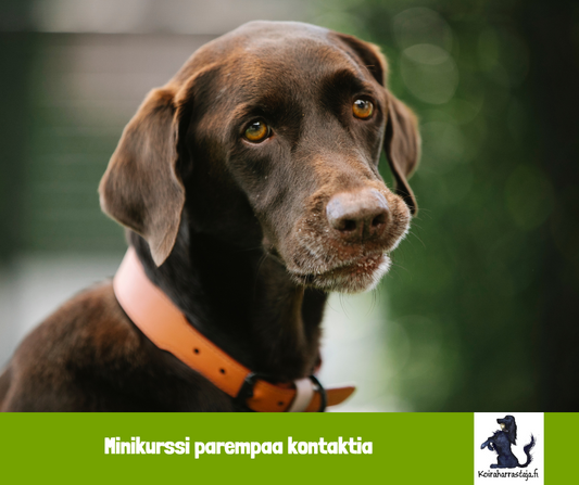 Minikurssi parempaan kontaktiin
