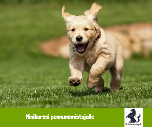 Minikurssi pennuille