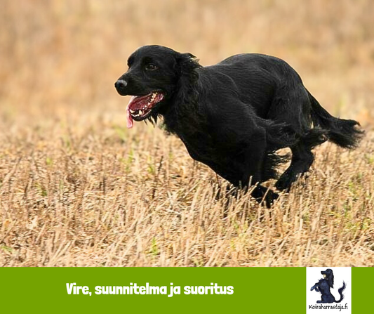 Vire, suunnitelma ja suoritus – onnistuneen kouluttamisen rakennuspalikat