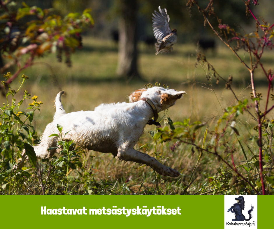 Haastavat metsästyskäytökset - workshopviikonloppu