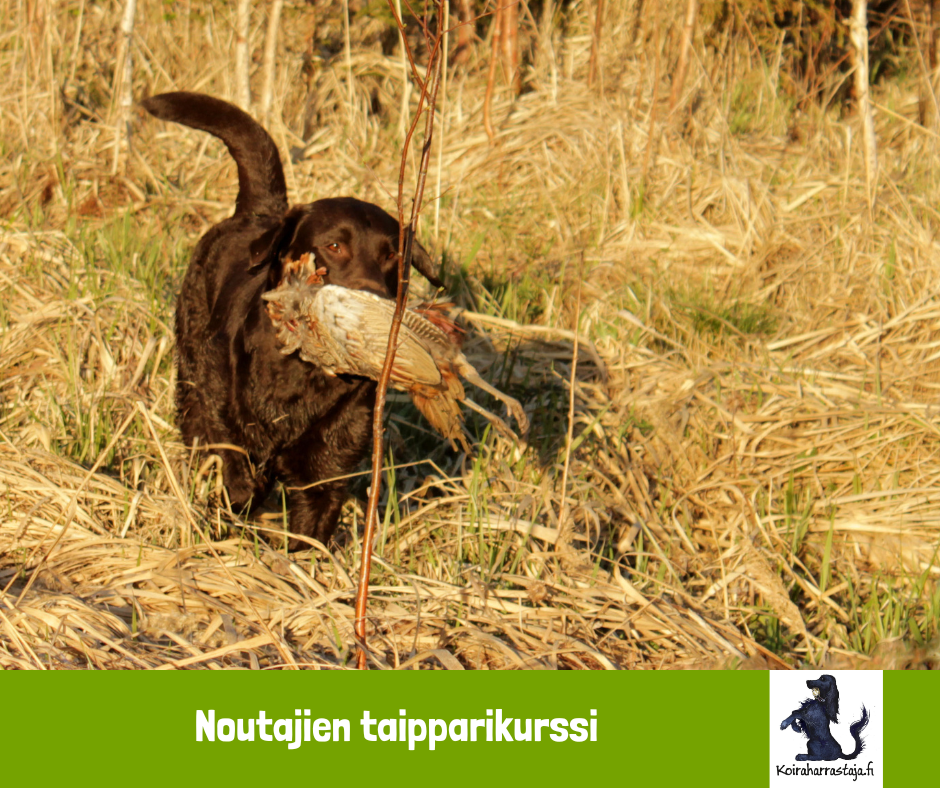 Noutajien taipparivalmennus