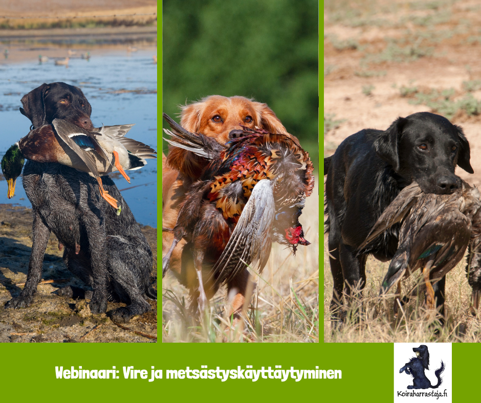Webinaari: Vire ja metsästyskäytökset