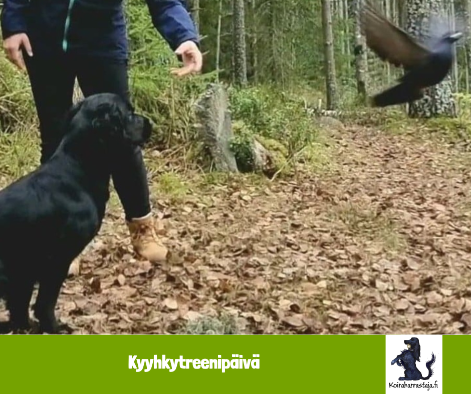 Kyyhkytreenipäivä Läyliäisissä 18.5.2025