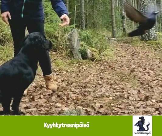 Kyyhkytreenipäivä Läyliäisissä 18.5.2025