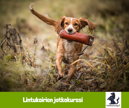 Lintukoirien perusteiden jatkokurssi