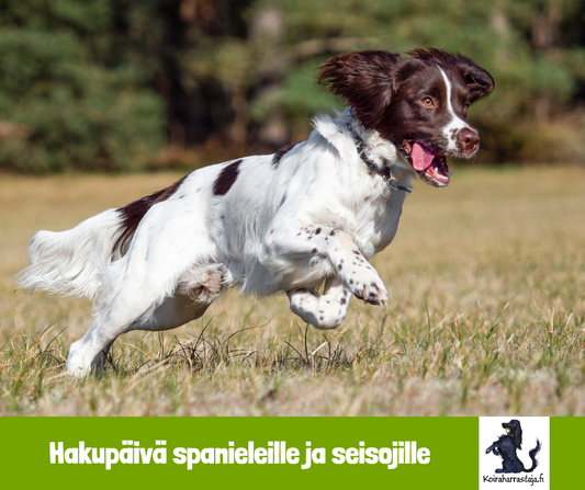 Hakupäivä spanieleille