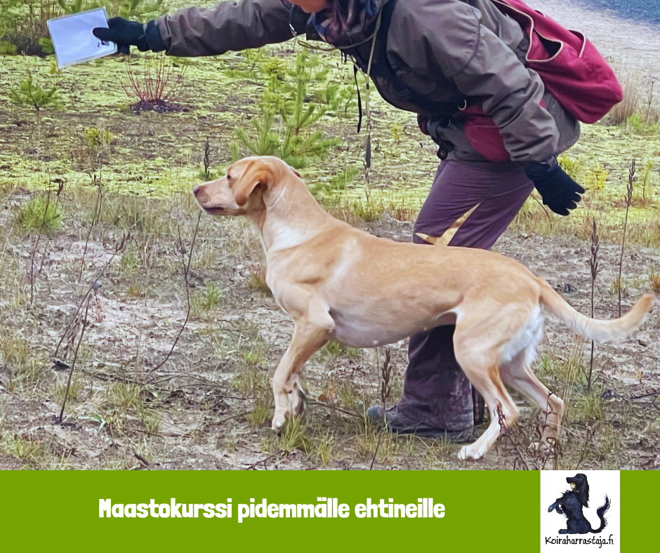 Lintukoirien maastokurssi edistyneille