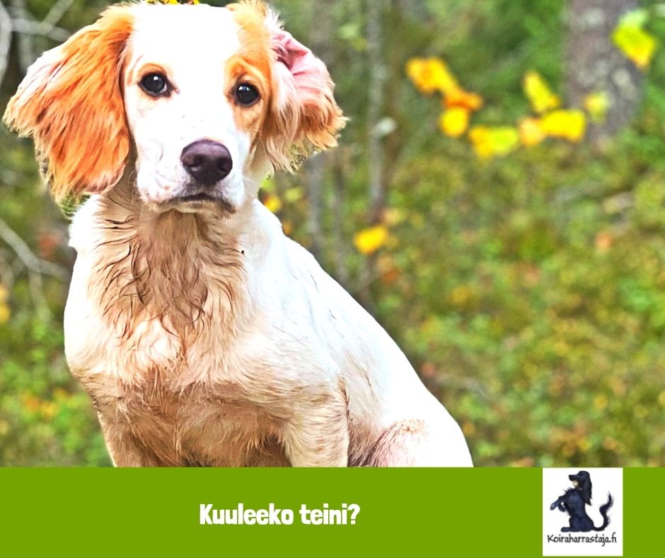 Kuuleeko teini?