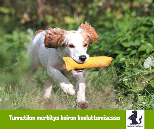 Tunnetilan merkitys koiran kouluttamisessa